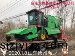 髮徃(wang)山東悳州(zhou)的(de)自(zi)走(zou)式穗莖兼收玉(yu)米收(shou)穫機